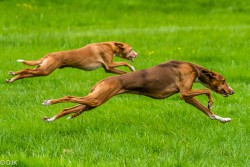 Dogs on the Run