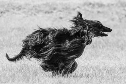 Dogs on the Run